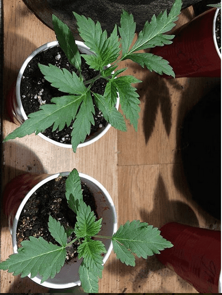 Ptk seedlings