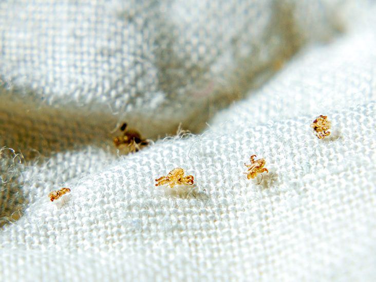 Pubic lice found on white bedding 732x549 thumbnail 732x549