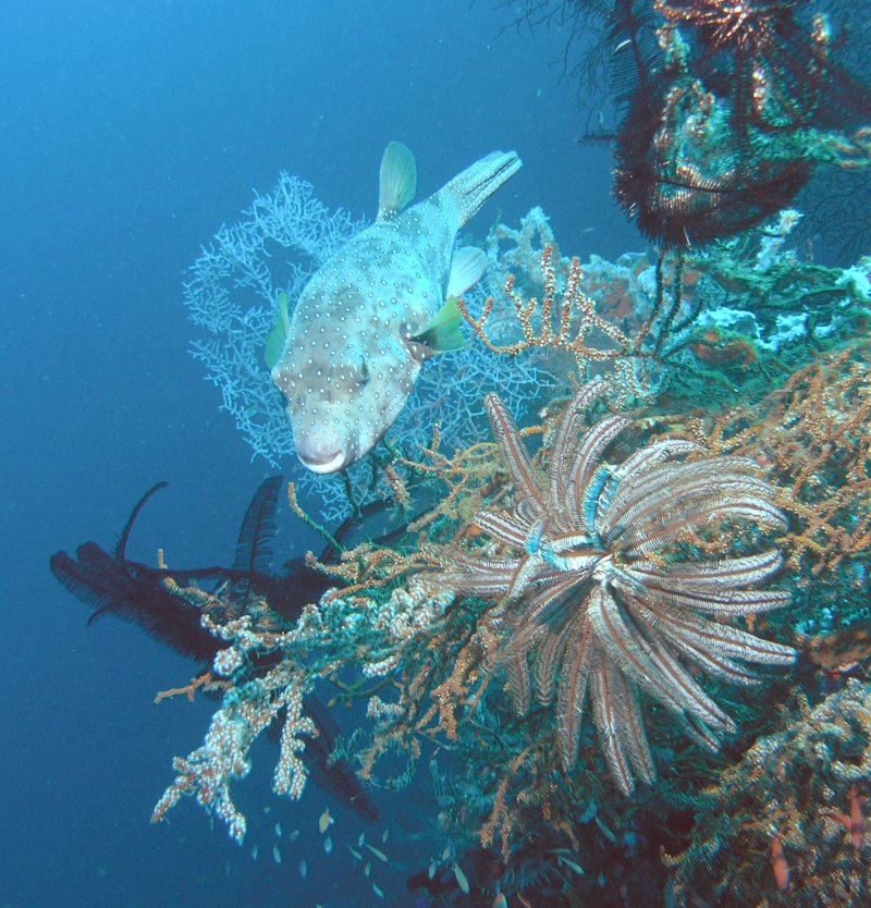 Puffer 2