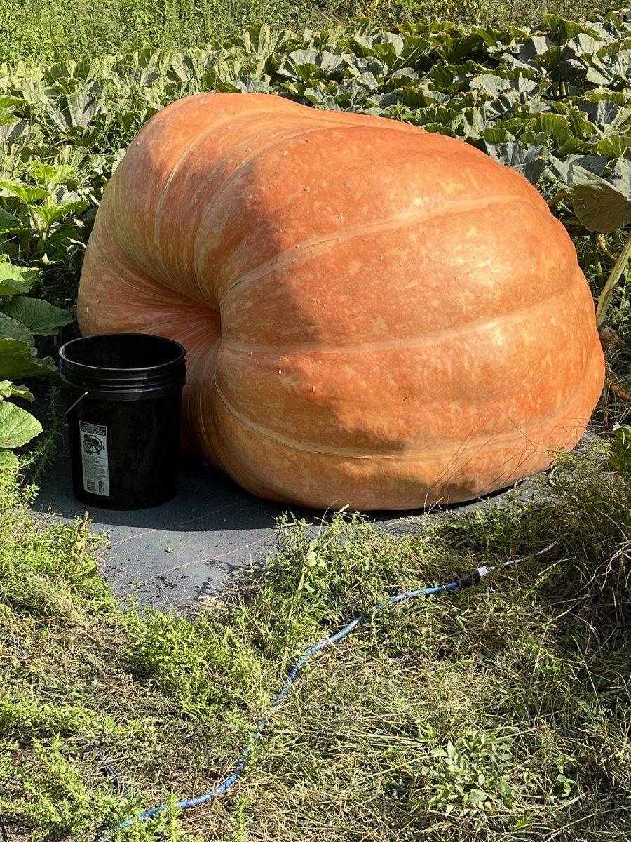Pumpkin