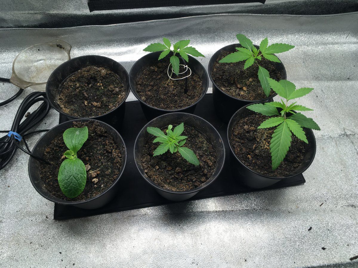 Puna Buddaz 4 9 2026 2