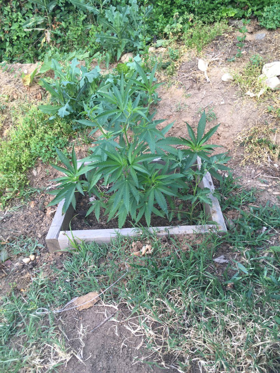 Puna Buddaz 5 19 2026 1