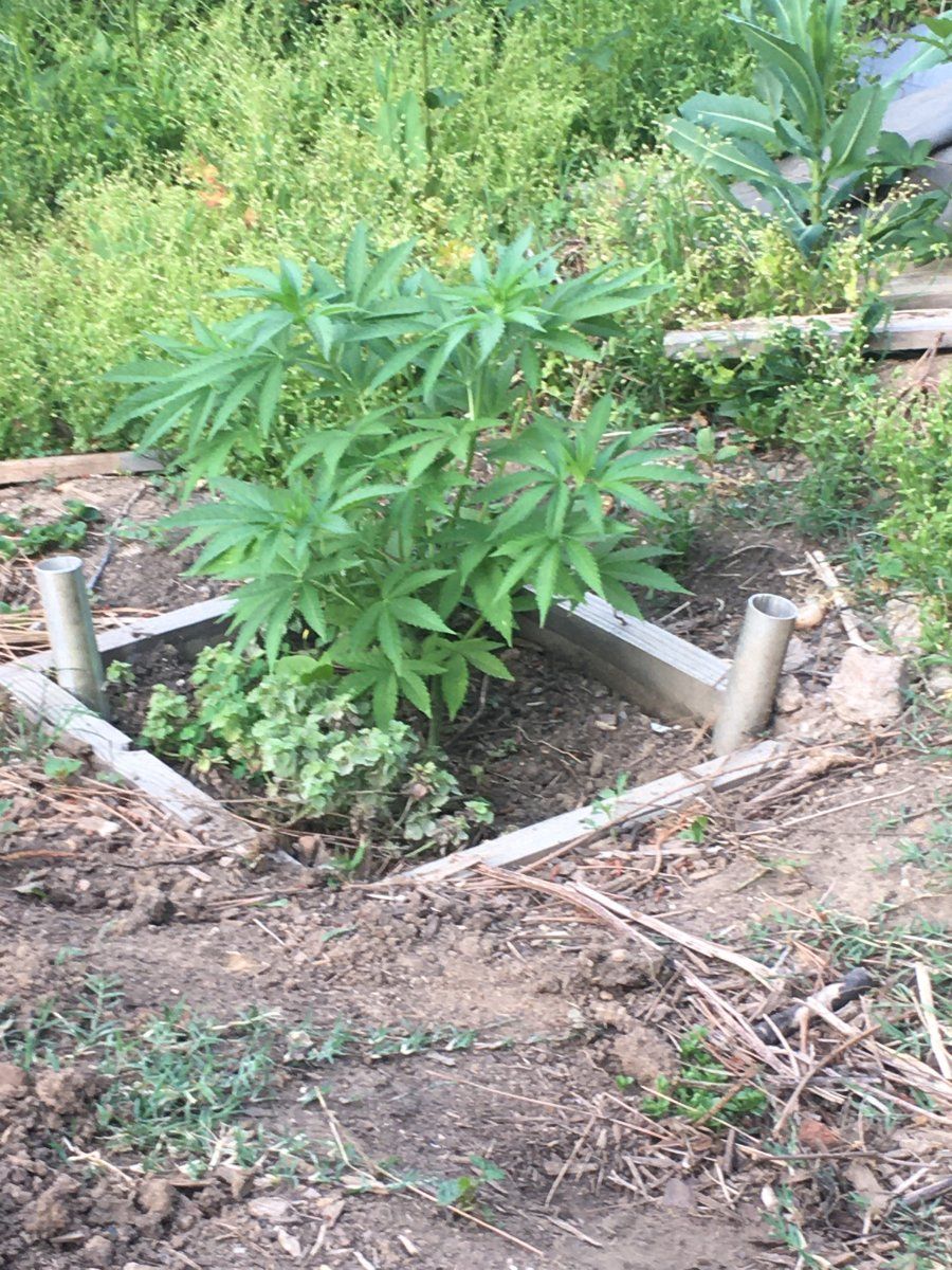 Puna Buddaz 5 19 2026 2