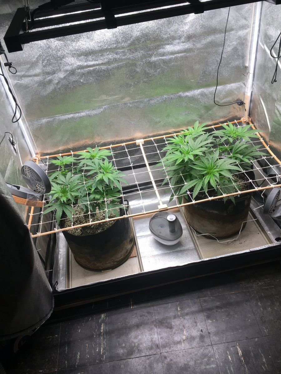 Puna Buddaz 5 19 tent