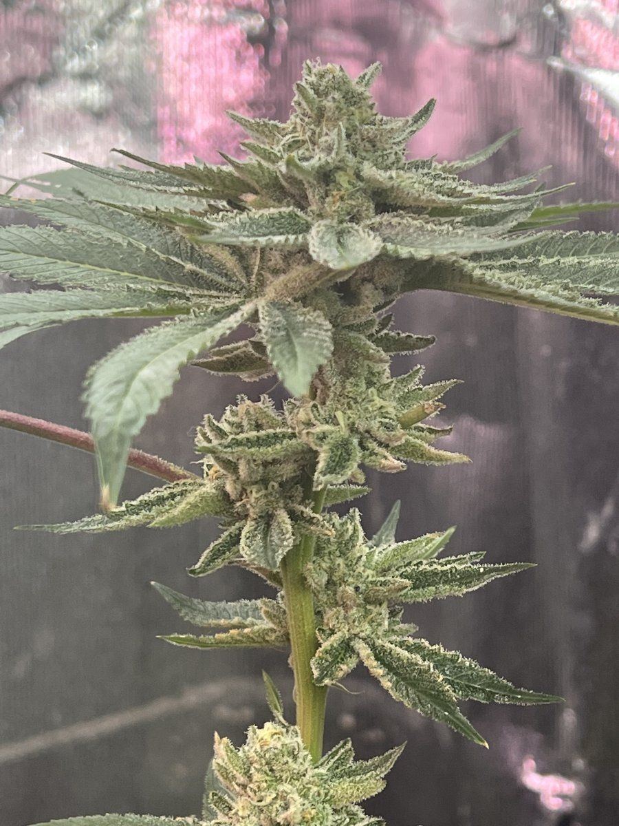 Punch breath flowering  harvest question