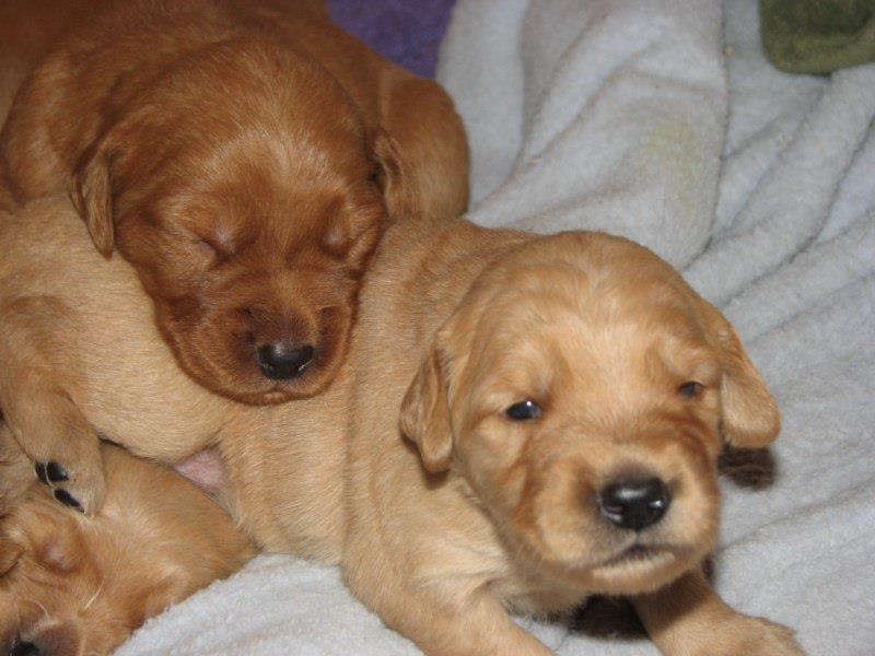 Pup