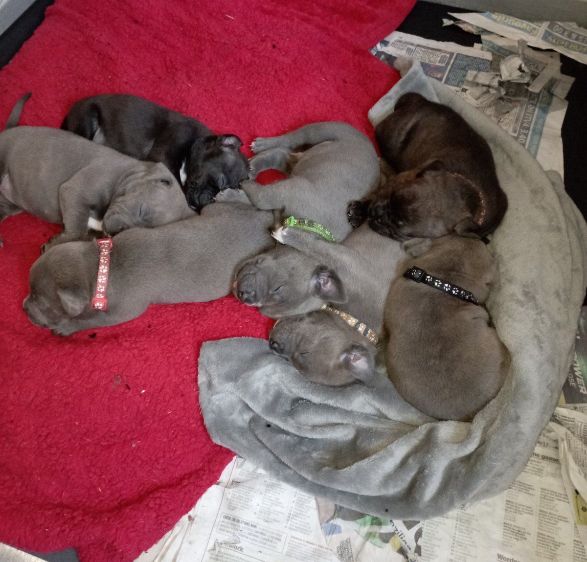 Puppies zoom