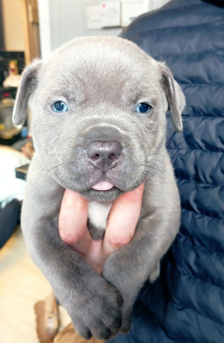 Puppypower