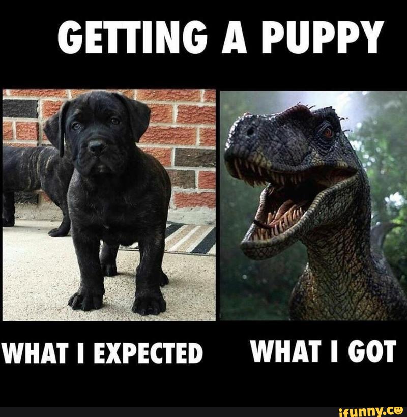 Puppyvsreality