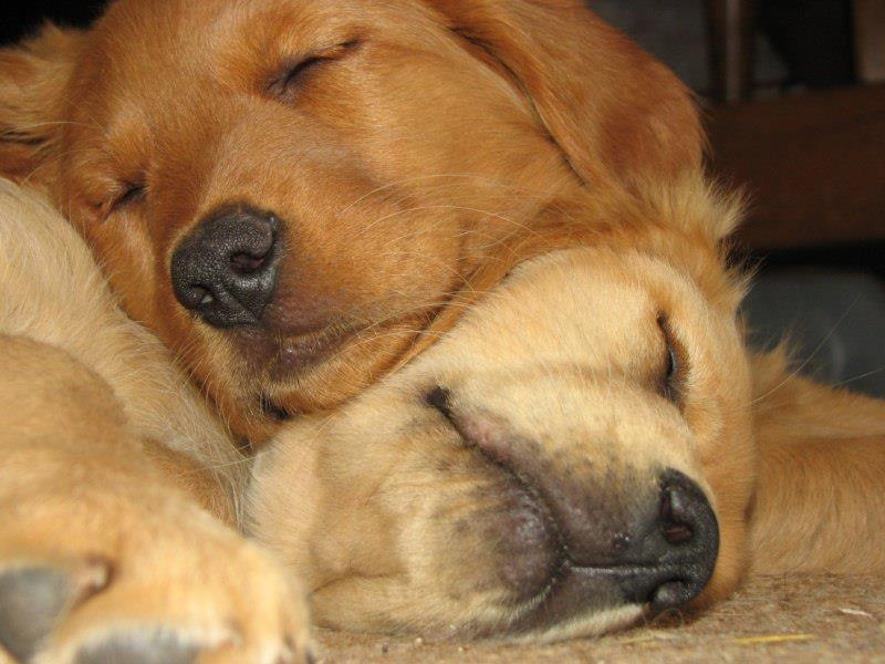 Pups