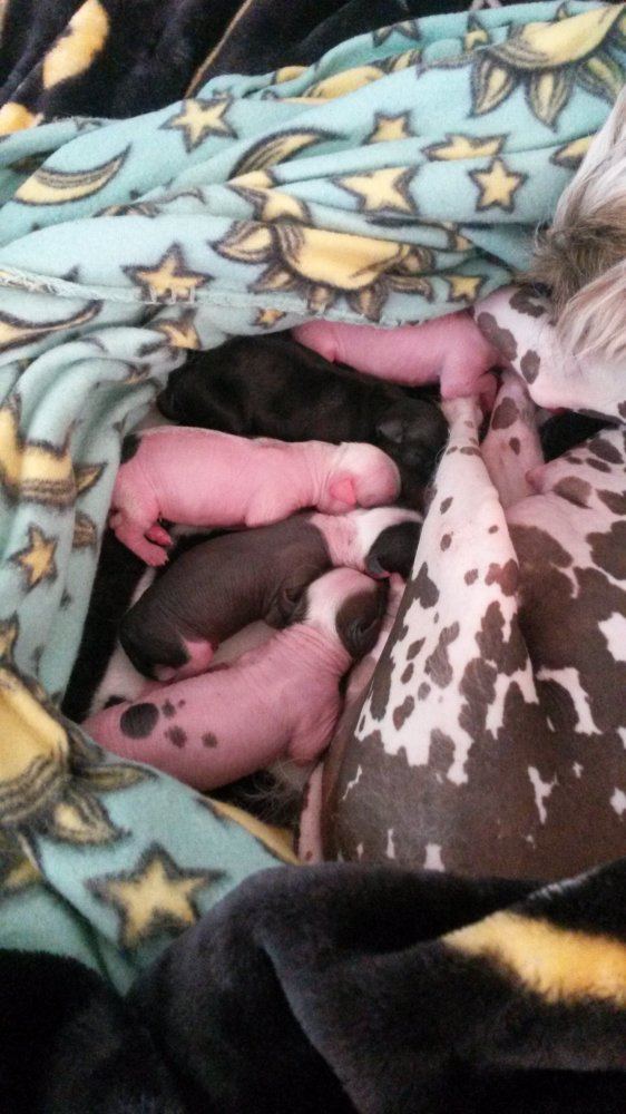 Pups