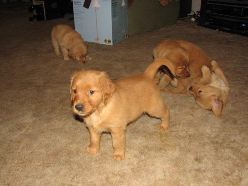 Pups1