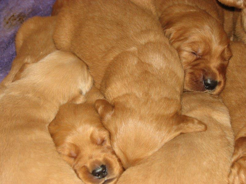 Pups3