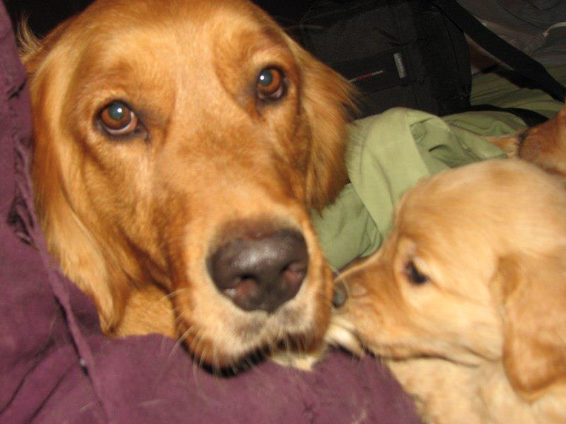Pups4