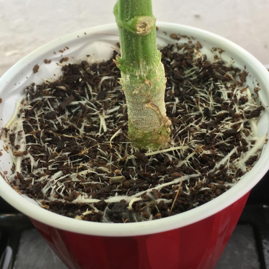 Pure Afghan crazy top roots