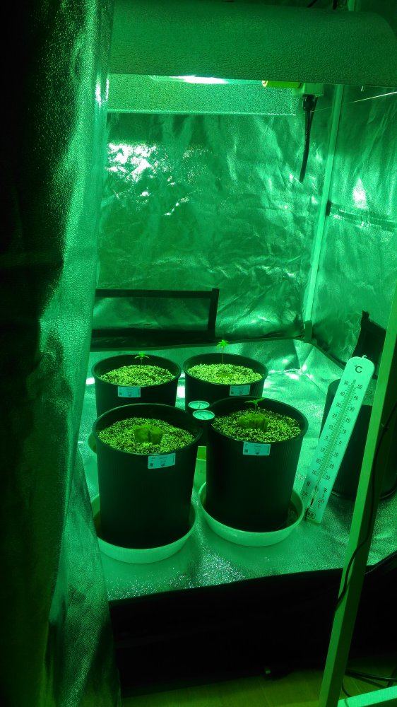 Pure ak and shit 400w grow 2