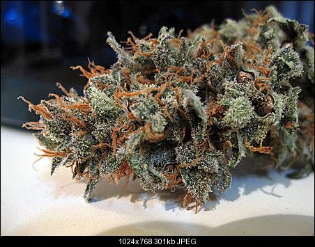 Pure Alien dry1