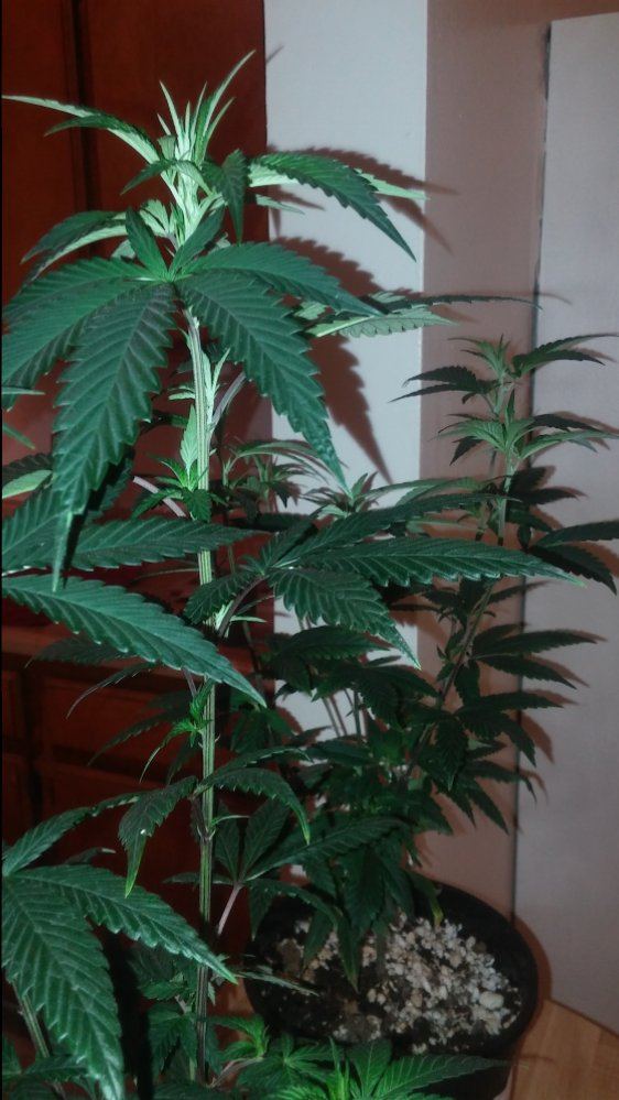 Pure kush 9 12 weeks 2