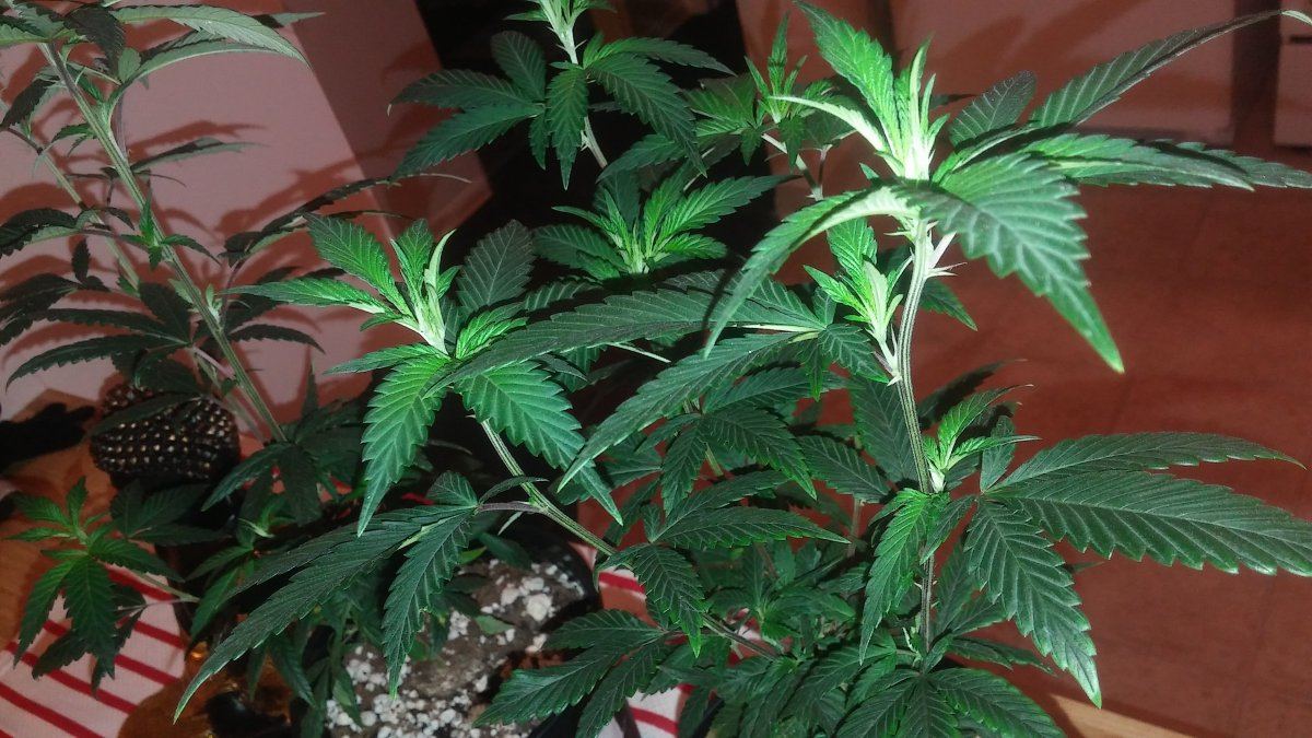 Pure kush 9 12 weeks 3