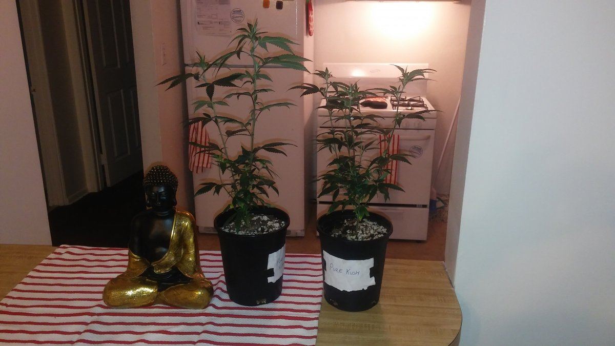Pure kush 9 12 weeks