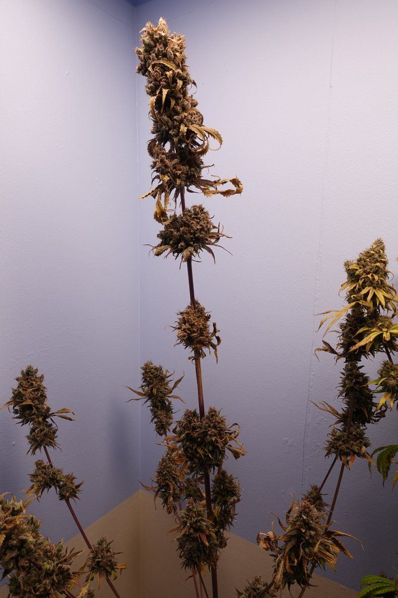 Pure Kush f13a