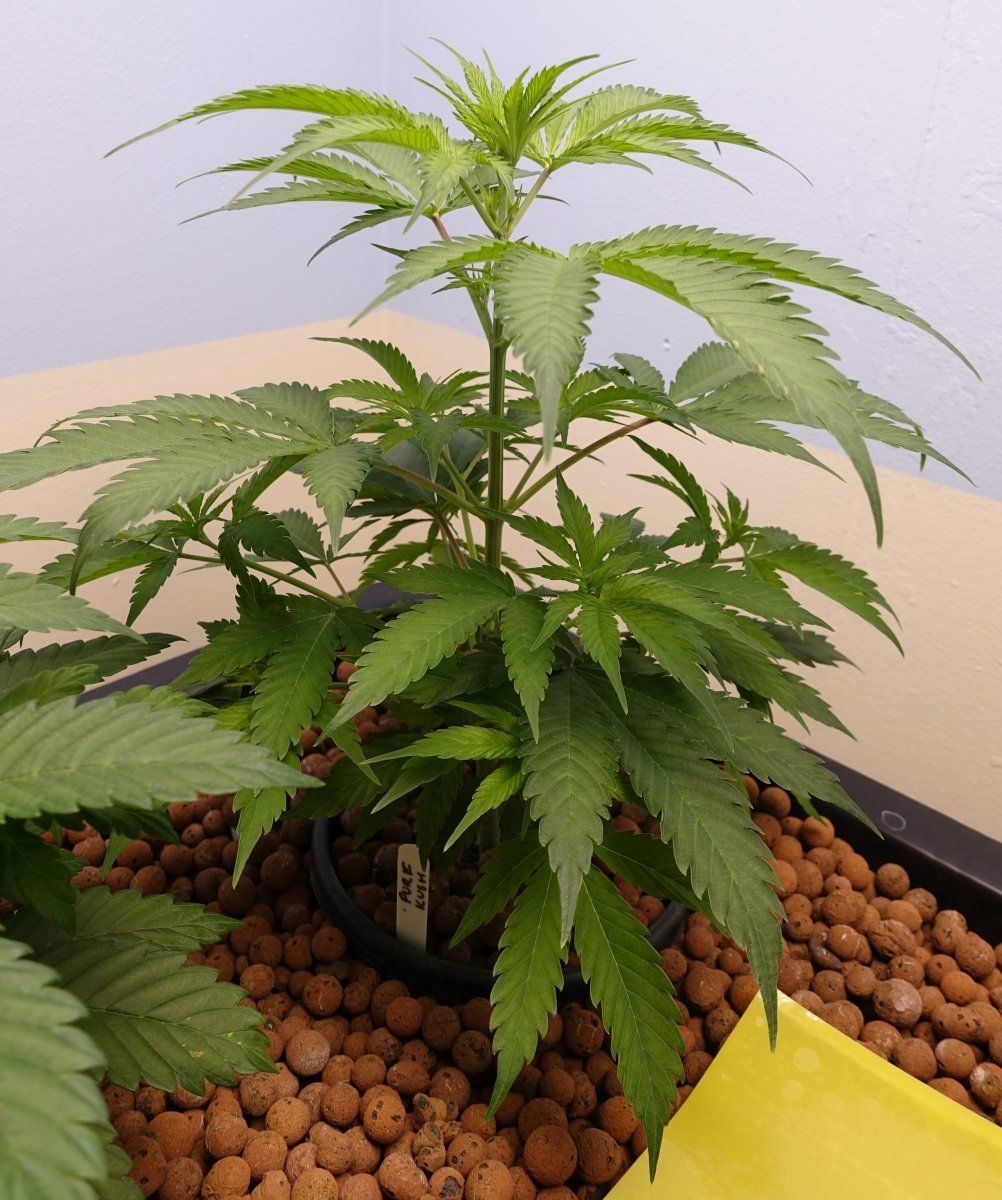 Pure Kush f2a