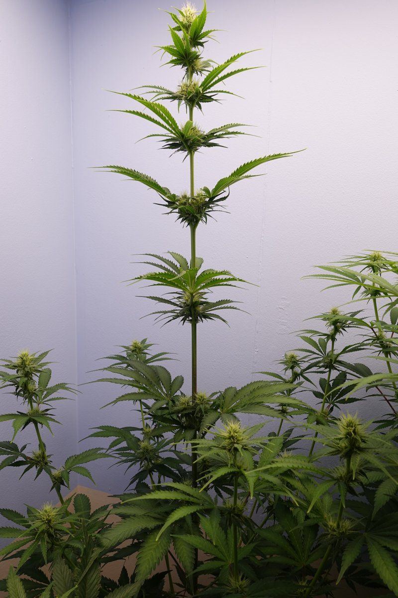 Pure Kush f4a