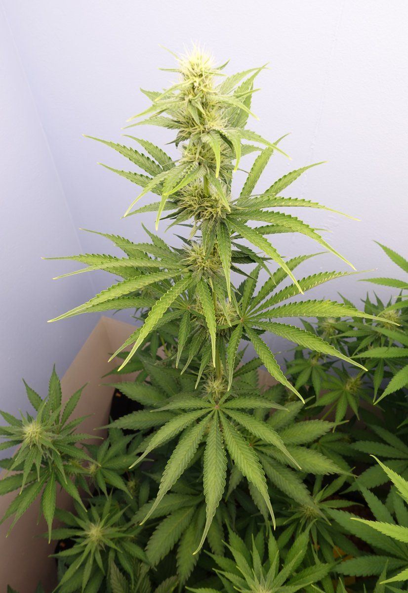 Pure Kush f4b