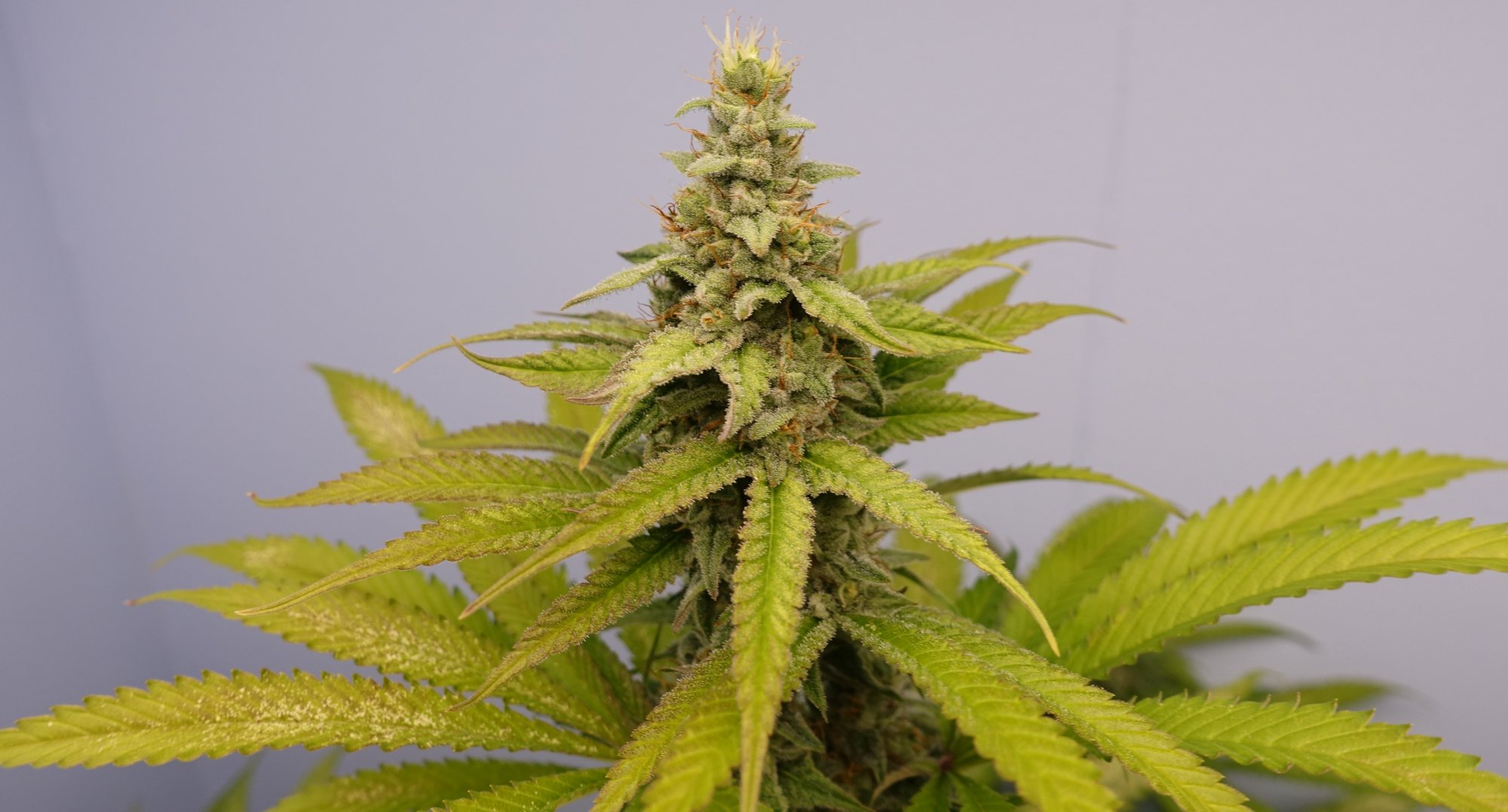 Pure Kush f5b