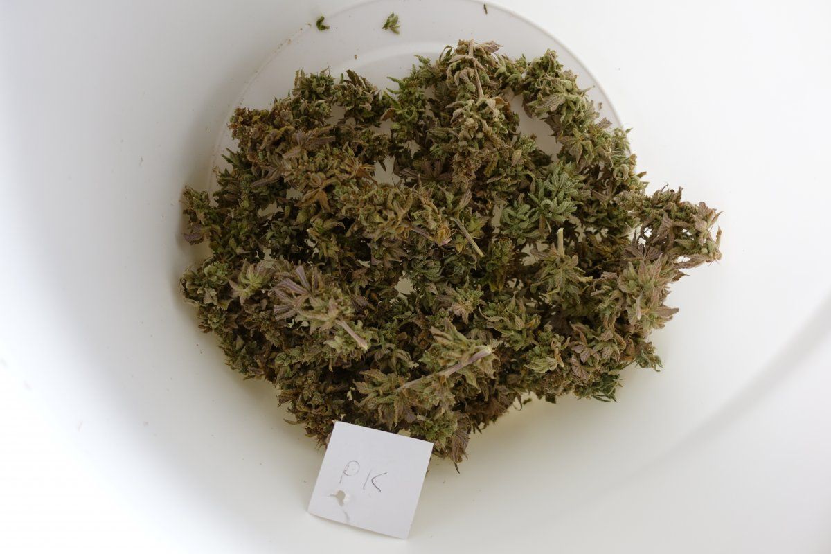 Pure Kush f9a