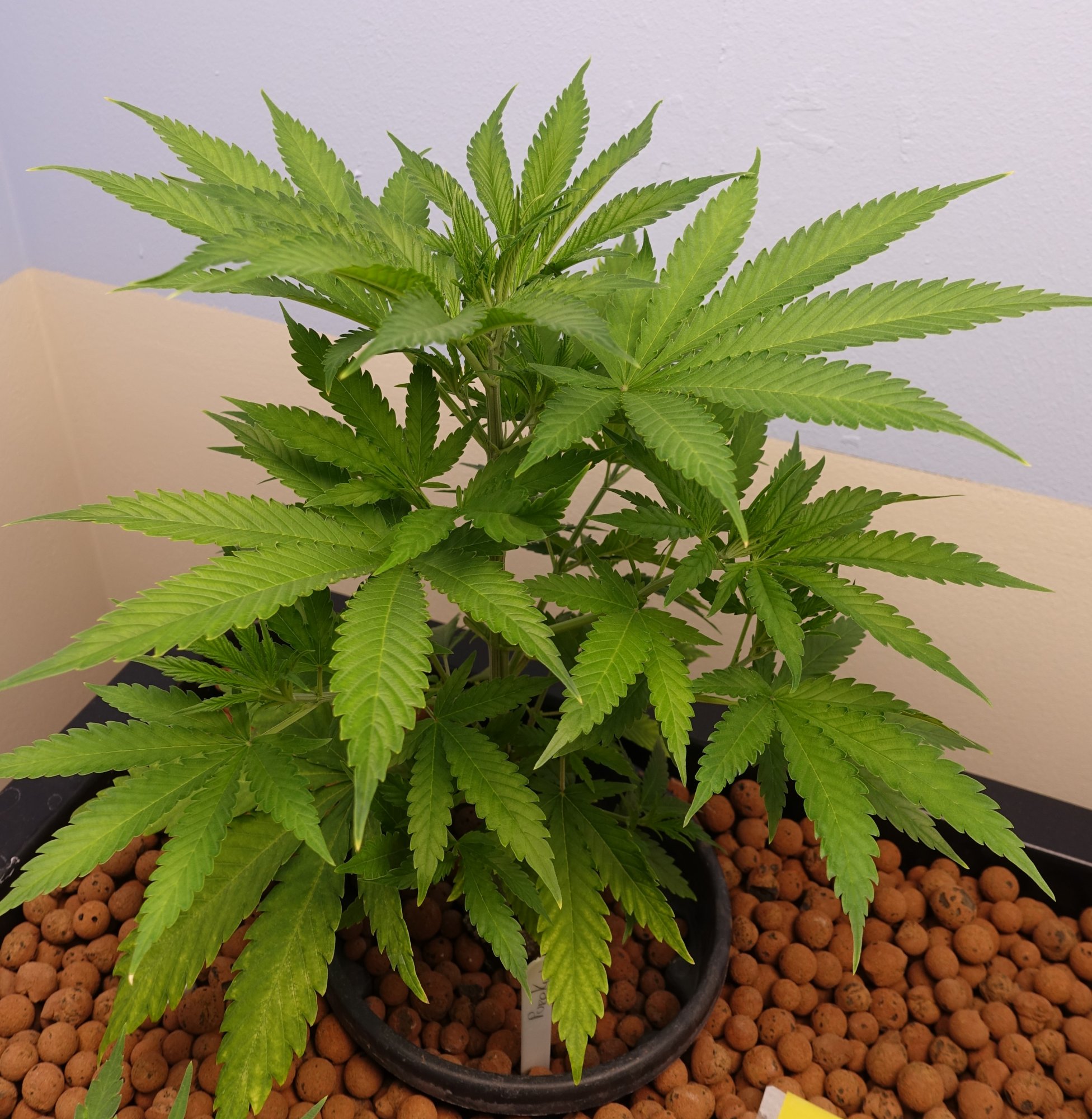 Pure Kush v6b
