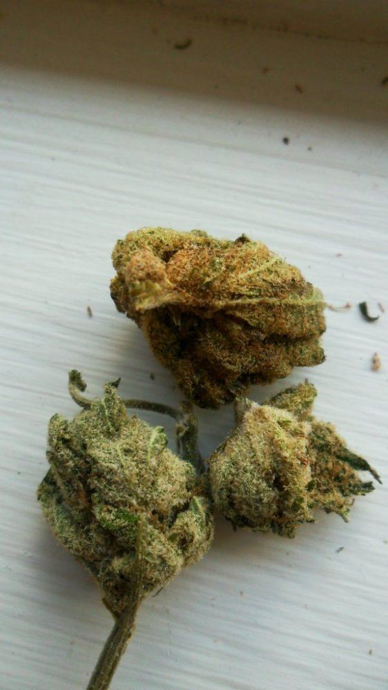 Pure Power Plant 1
