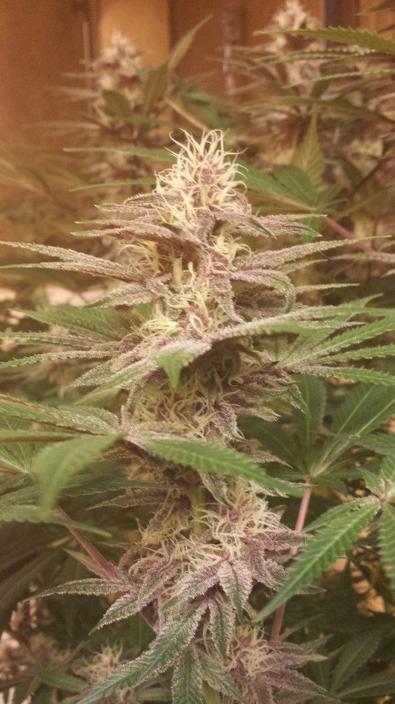Purp 2