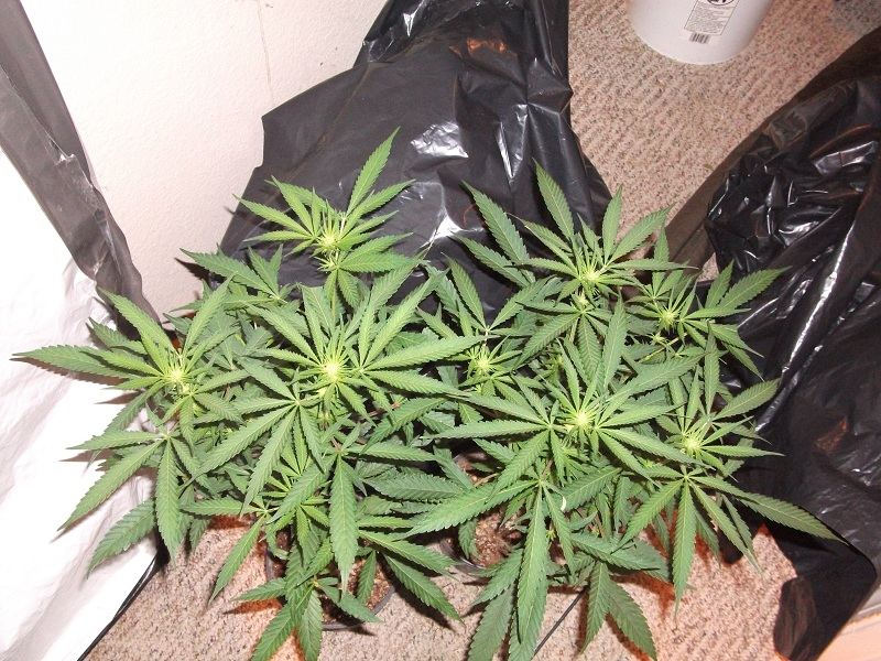 Purp 9 days   prune