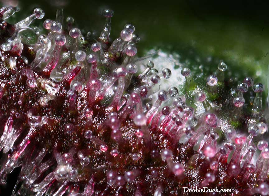 Purp bomb 7934 W