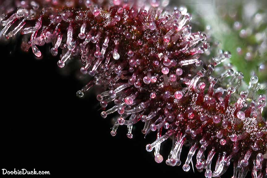 Purp bomb 8016 W
