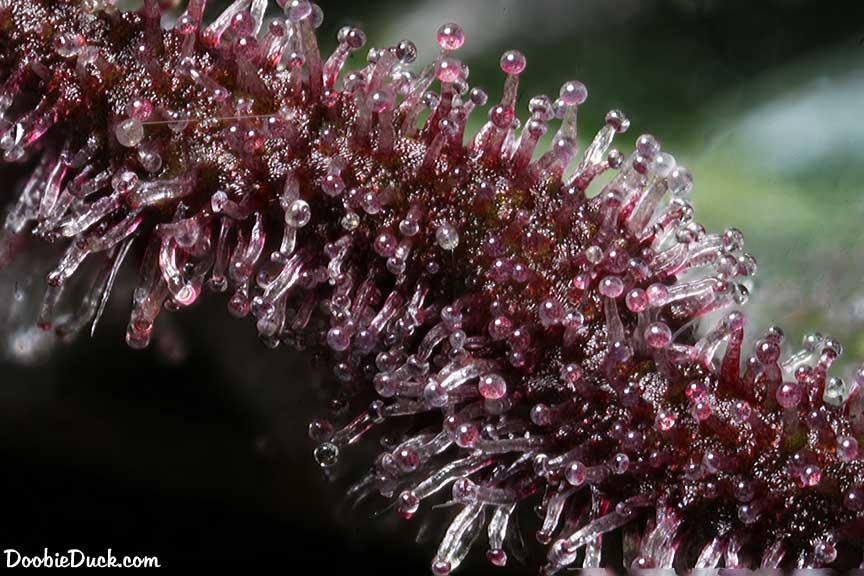 Purp bomb 8099 W