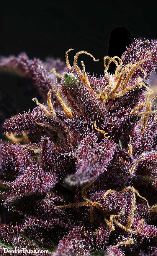 Purp bomb 8585 W