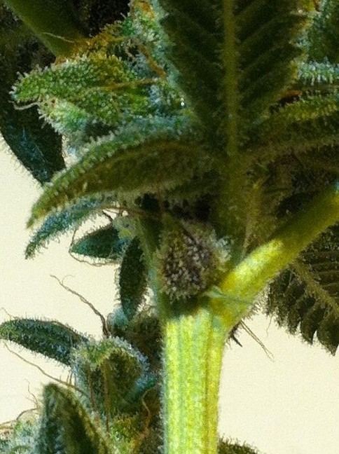 Purp ch1