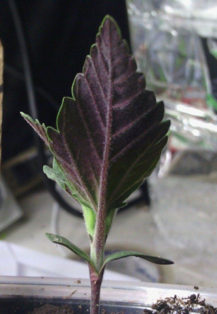 Purp gg