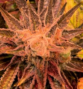 Purp