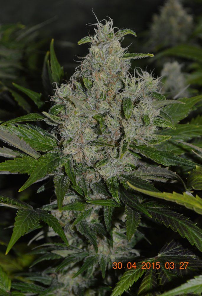 Purp