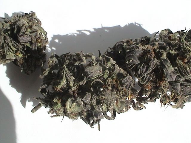 Purp