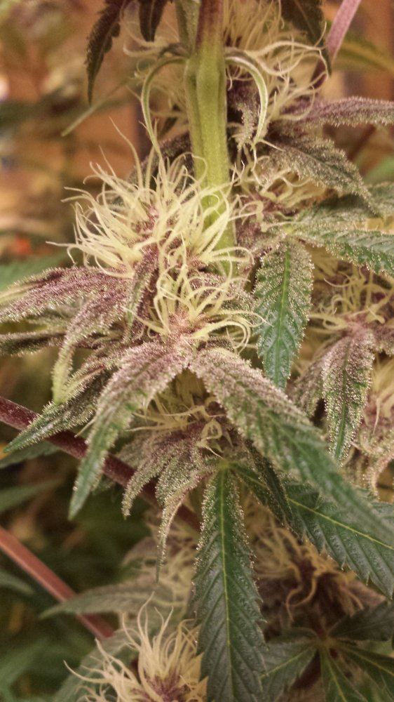 Purp side bud