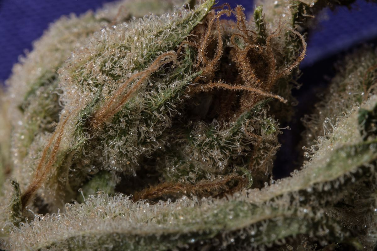 Purp1