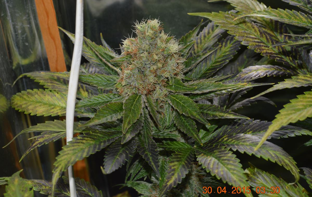 Purp4