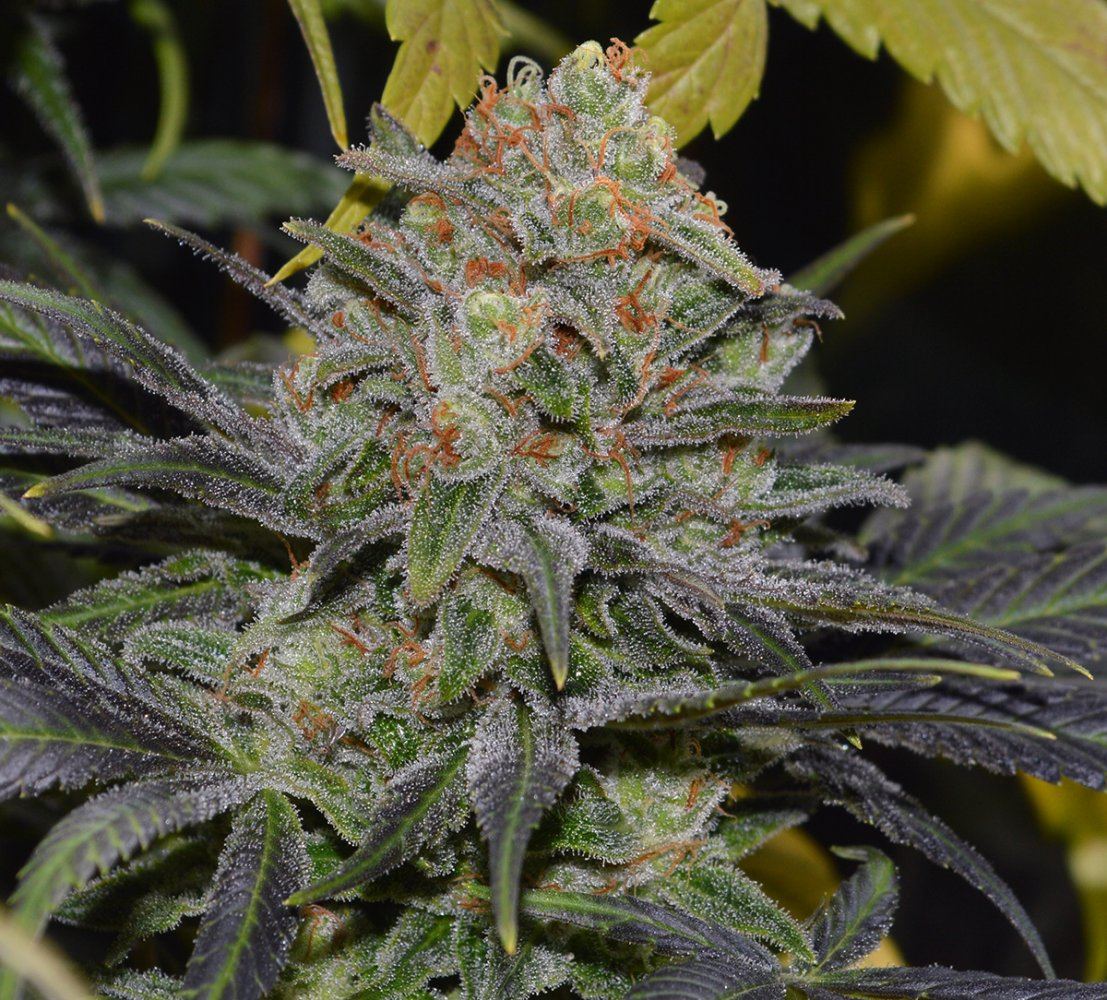 Purpbud