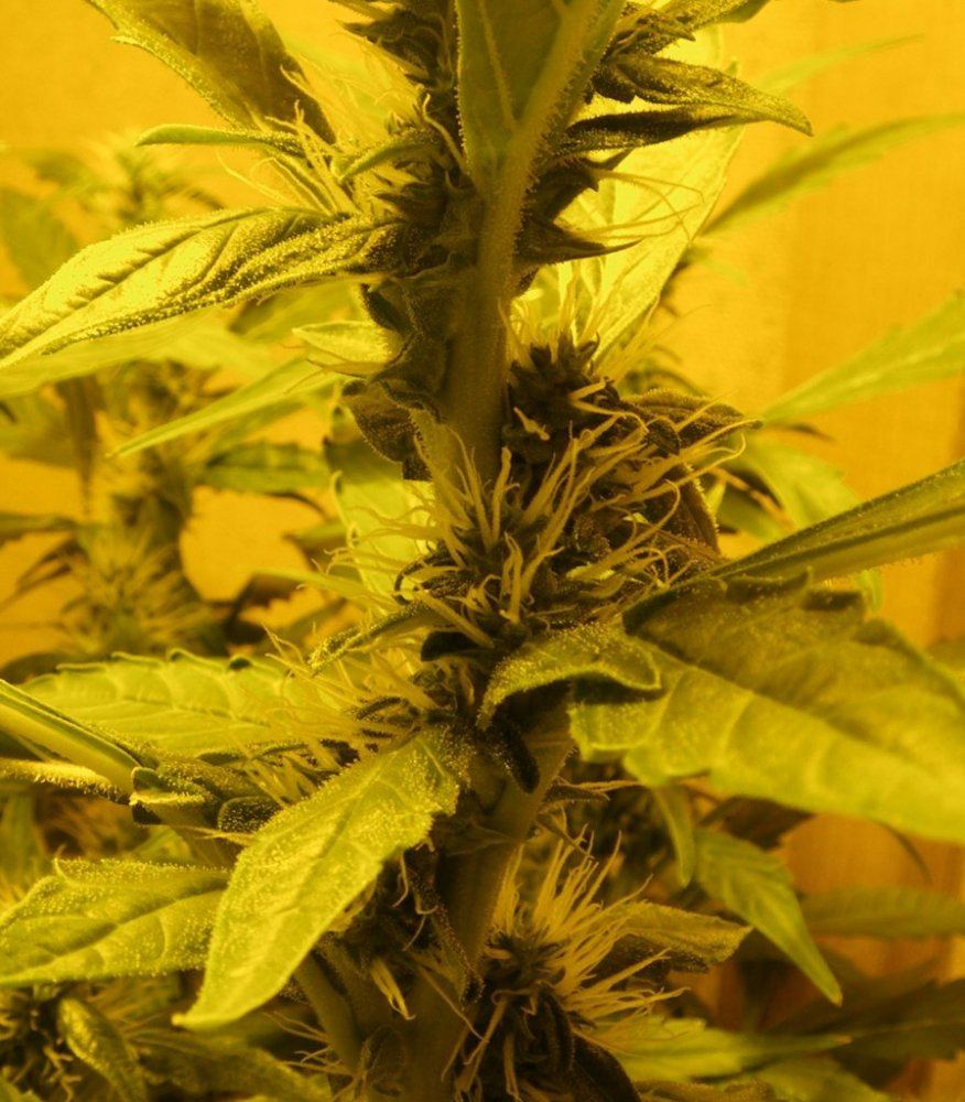 PurpCheese6
