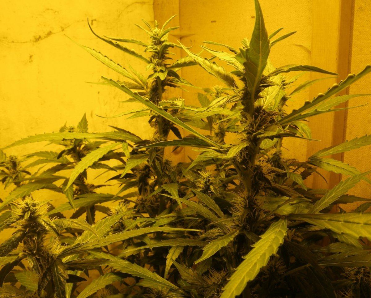 PurpCheeseWeek3