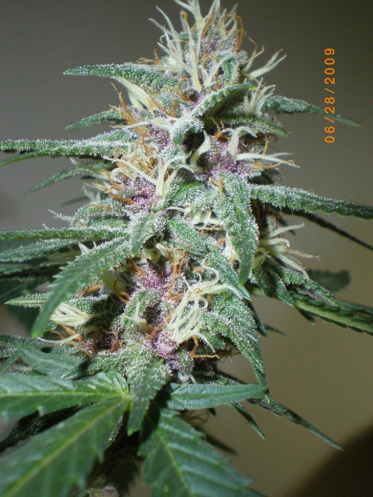 Purple 1 38 days in flower 3